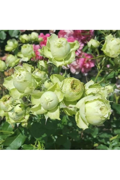 Пишні суцвіття троянди Лавлі Грін